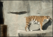 Bird scares the fuck out of a tiger