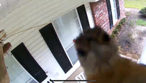 Bird taking a selfie with our security camera