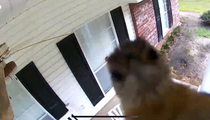 Bird taking a selfie with our security camera