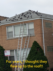 Birds on the neighbors house