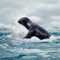 Birth of a killer whale