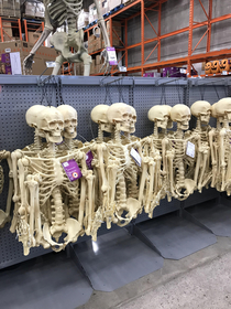 Birthing Skeletons at local building store