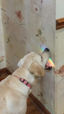 Bite the rainbow Taste the rainbow
