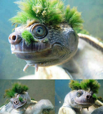 bizarre turtle with hair