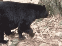 Black bear do bluff charge and flee