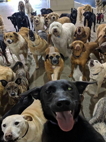 Black lab takes selfie with  dozen of his mates at a local Doggie Daycare