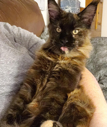 BLEP  month old Maine Coon goofball