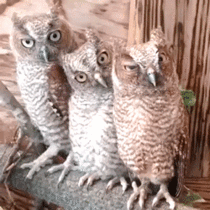 Blinking owls