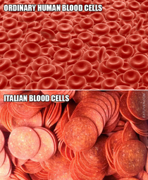 blood cells