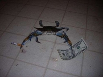 Blue Crab doesnt fuck around