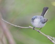 Blue-gray gnatcatcher has had enough of your shit