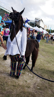 Bob Marley Llama Happy  All Month Long