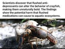 Bold crayfish
