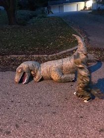 Both my nephews were insistent on being a T Rex for Halloween One of them was just not ready for the power