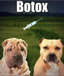 Botox Dog 