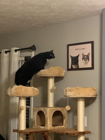 Bought a custom pet portrait apparently too good Took her  minutes to walk up the tower and check out the new cats