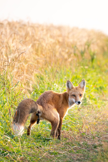 Bought a new lens to photograph wildlife Fair to stay the lens paid off for itself