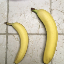 Bought large bananas at the supermarket banana for scale