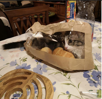 Bought two bread loaves and a cat loaf