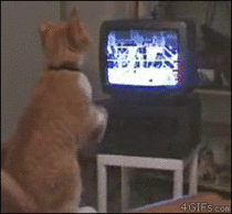 Boxing kitty watches boxing
