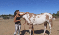 Brazilian mounting a horse
