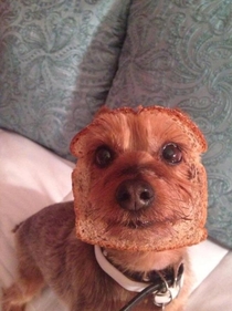 Bread faced pupper