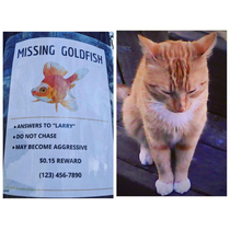 Brooklyn NY missing pet postMr Gingerbear is looking oddly suspicious