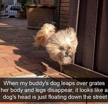 BROOOOO Do you see that shit A floating dog head