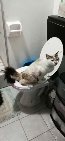 Brother taught his cats to use the human bathroom