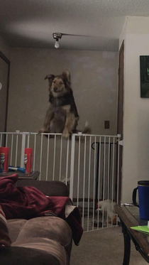 Brothers dog kept leaving a mess around the house when wed leave Set up the camera to see him actually jump the gate