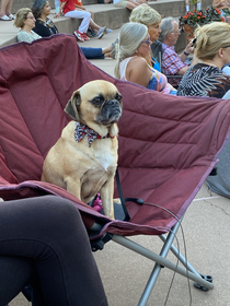 Brought my puggle to a free concert in the park She was not amused