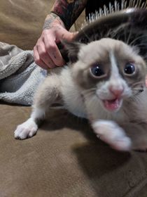 Brushed the kitten with an actual pet brush for the first time Obviously it went well