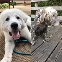 Bucket Before and After the Dog Park