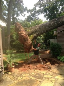 Buddy says tree work make you strong