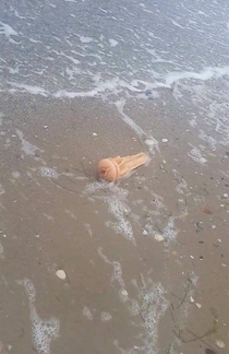 Buddy went to the beach found this rare Jellyfish