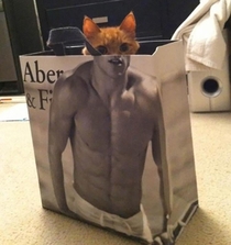 Buff cat