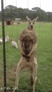 Buff Kangaroo strikes a pose