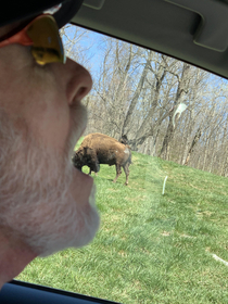 Buffalo bites