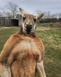 Buffed up kangaroo