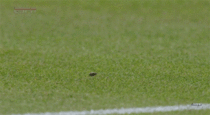 Bug nearly gets killed by a tennis ball at Wimbledon