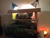Built a basking cabin for my turtle