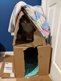 Built a fort for my cat out of boxes
