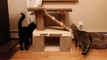 Built my Cats their own little castle