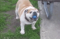 Bulldog ball trick