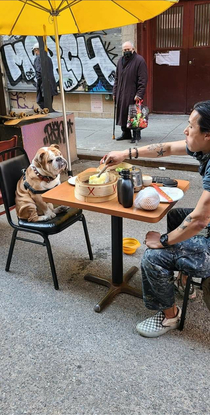 Bulldog having some dumplings