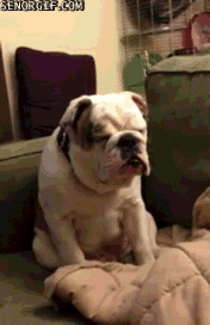 Bulldog struggles to stay awake