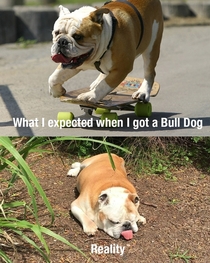 Bulldogs 