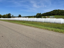 Bumper marshmallow harvest seen in SW Wisconsin this weekend