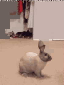 Bunny boop
