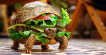 Burger Turtle